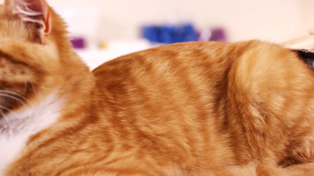 Veterinário a examinar um gato