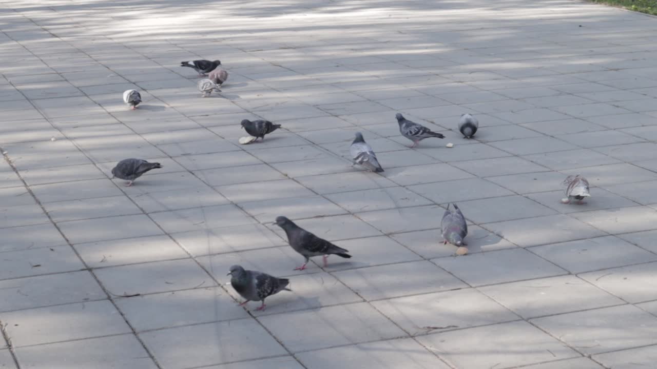 Pigeon birds in a park, eating piece of bread. Sunny day.