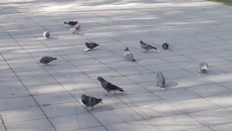 pigeon birds in a park, eating piece of bread. sunny day.
