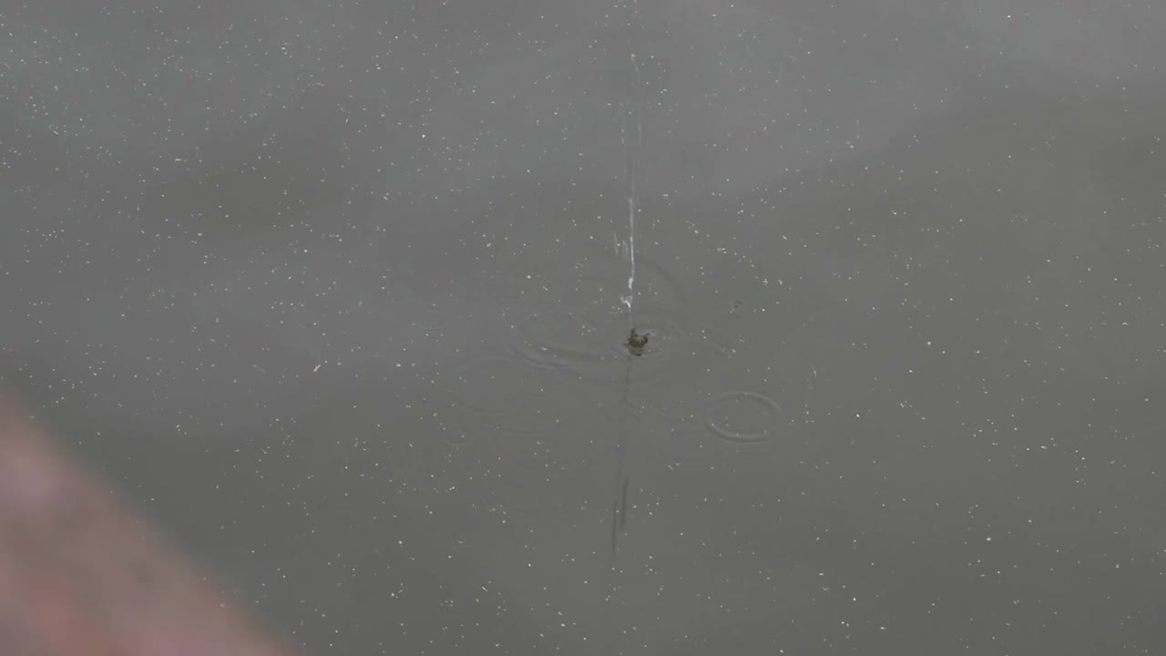 물 위의 낚시 찌