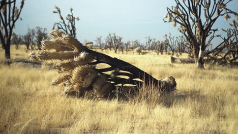 Falle-dry-yucca-in-the-Mojave-Preserve