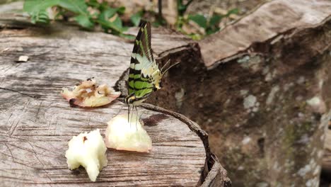 mariposas salvajes están chupando néctar de piezas de fruta