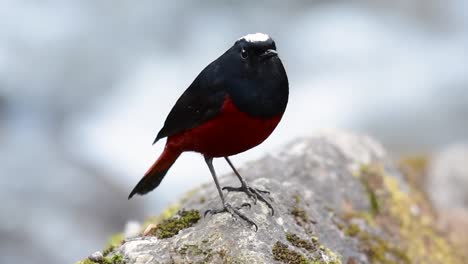 The-White-capped-Redstart-is-known-for-its-white-lovely-crown,-dark-blue-blackish-wings-and-brown-under-feathers-and-its-tail-starts-with-red