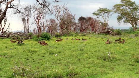 Panning-left-of-herd-of-Waterbuck-antelopes-having-rest-in-long-grass-surrounded-by-random-trees