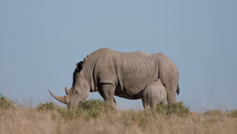 Cría-De-Rinoceronte-Blanco-Alimentándose-De-La-Madre-Rinoceronte-En-El-Desierto-Africano-Seco