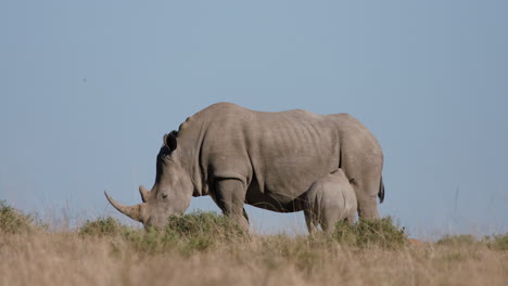 Breitmaulnashorn-Kalbfütterung-Von-Der-Nashornmutter-In-Der-Trockenen-Afrikanischen-Wildnis