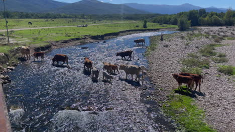 cows and calves' river journey in strong sun