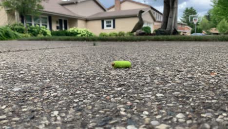 green caterpillar walking across a driveway, far away