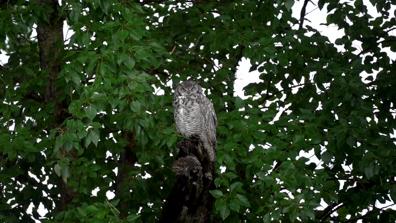 사냥 할 때 나무 위에 서 있는 큰  ⁇ 굴 올빼미