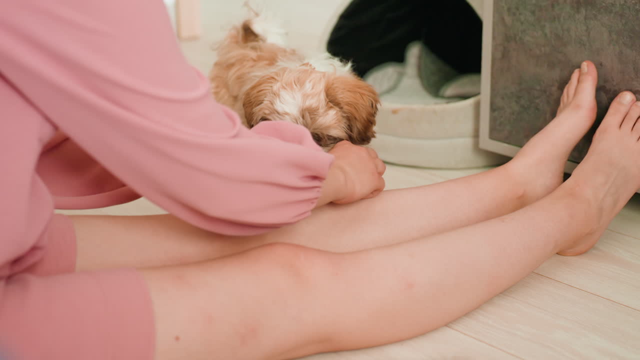 Dog Playing Happily, Indoor Scene With Playful Dog And Woman, Cheerful Interaction Between Woman And Puppy With Toy, Indoor Environment Showing Woman Offering Toy To Energetic Puppy On Floor