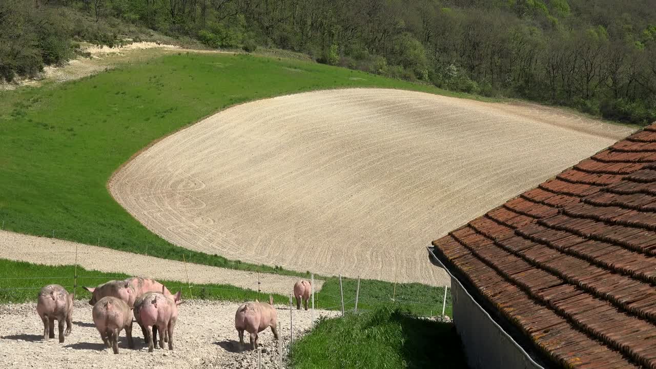 la cría de cerdos al aire libre, la bioalimentación