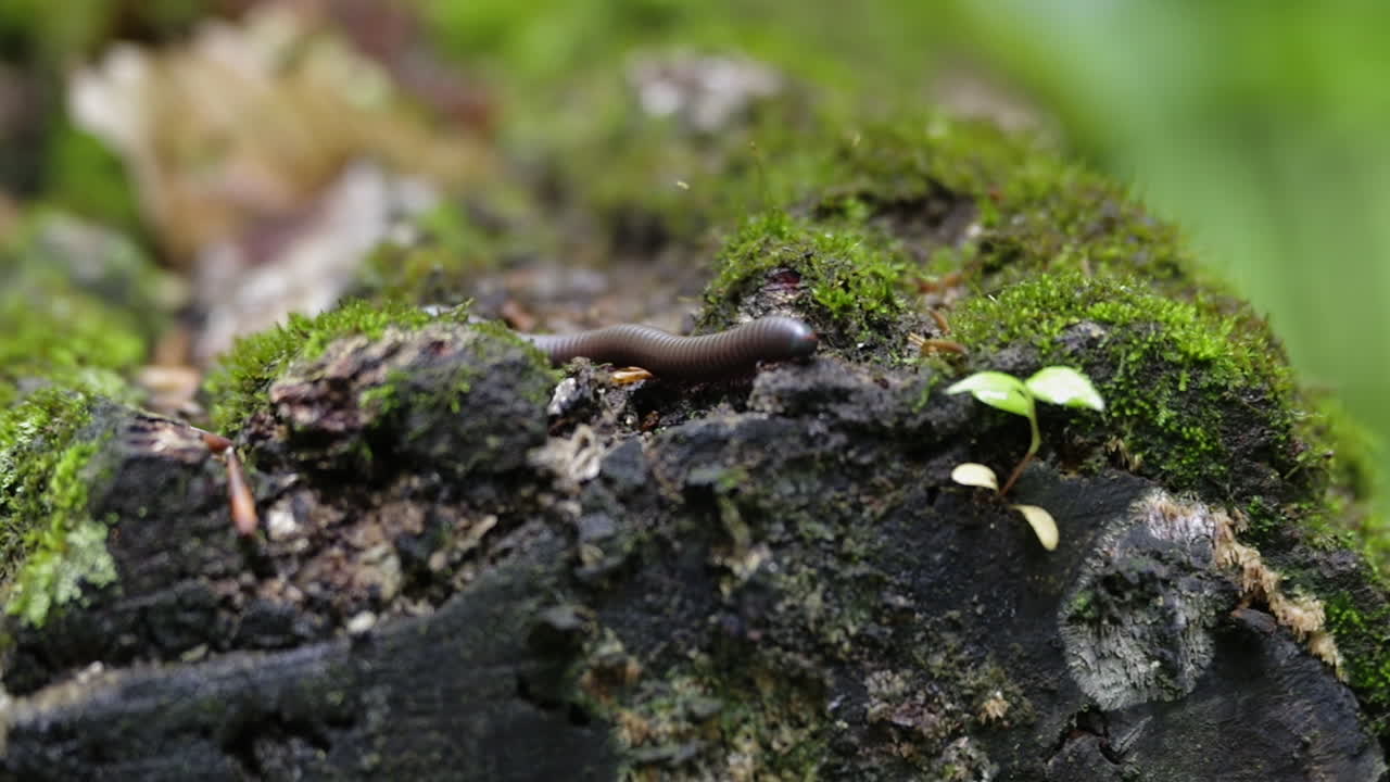 숲 속의 오래된 썩은 통나무 위로 기어가는 노래기