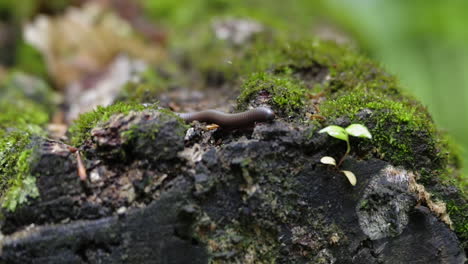 millipede crawling over an old rotten log in the forest