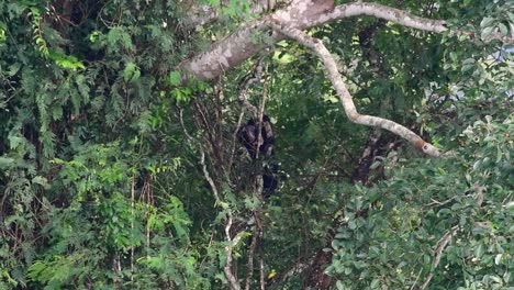 Asian-Black-Bear-Climbing-down-a-Fruiting-Tree,-Ursus-thibetanus,-is-also-called-the-Asiatic-Black-Bear