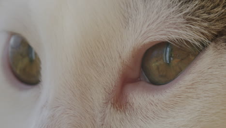 kitten eyes close-up. pet animal macro view