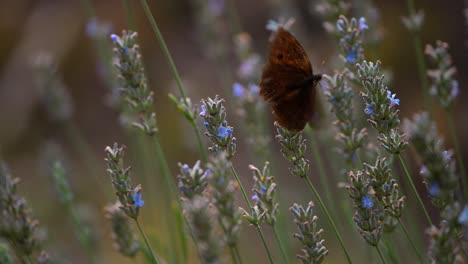 Close-up-of-a-white-butterfly-flying-in-slow-motion-in-nature-in-4k-5