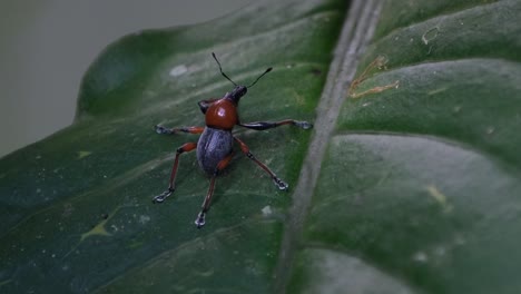 La-Cámara-Se-Desliza-Hacia-La-Derecha-Mientras-La-Cámara-Hace-Zoom-Y-Revela-Este-Encantador-Gorgojo,-Metapocyrtus-Ruficollis,-Filipinas.