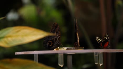 group of butterflies sitting on landing pad with forestry background