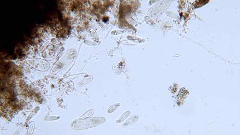 Alta-Densidad-De-Protozoos-Paramecium-Unicelulares-Bajo-El-Microscopio