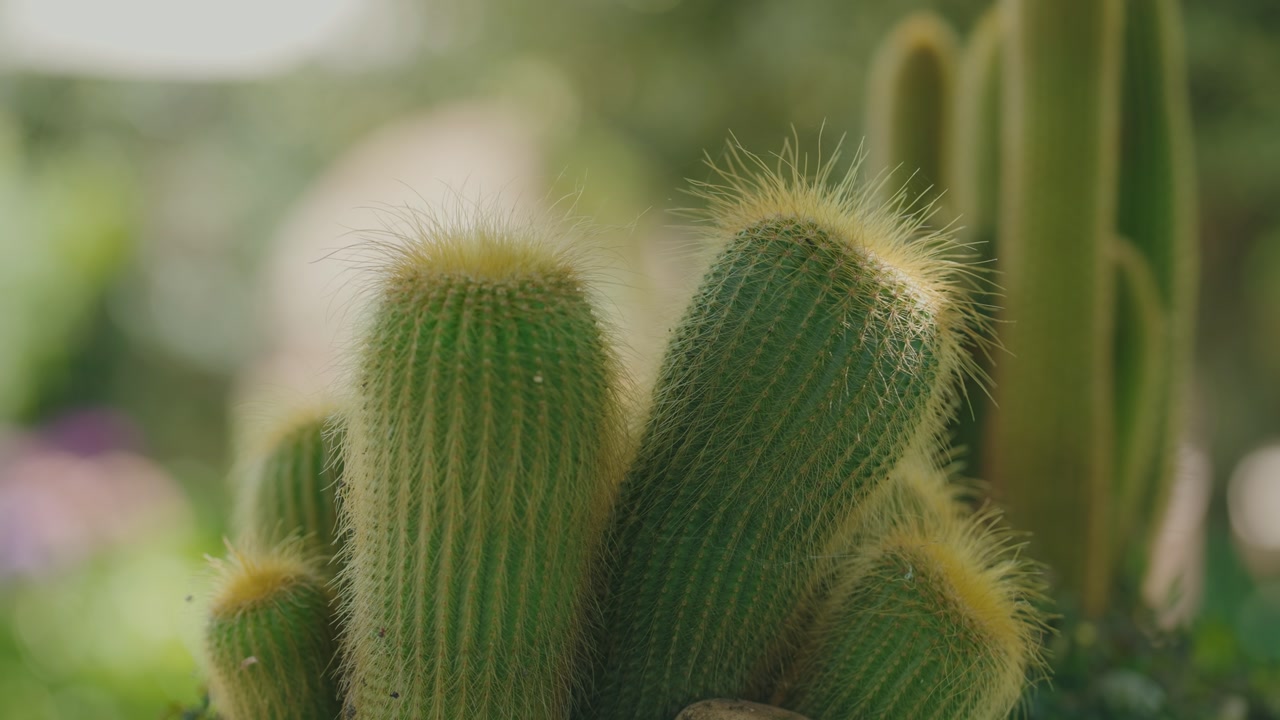 Close up cactus with golden spines glowing in sunlight