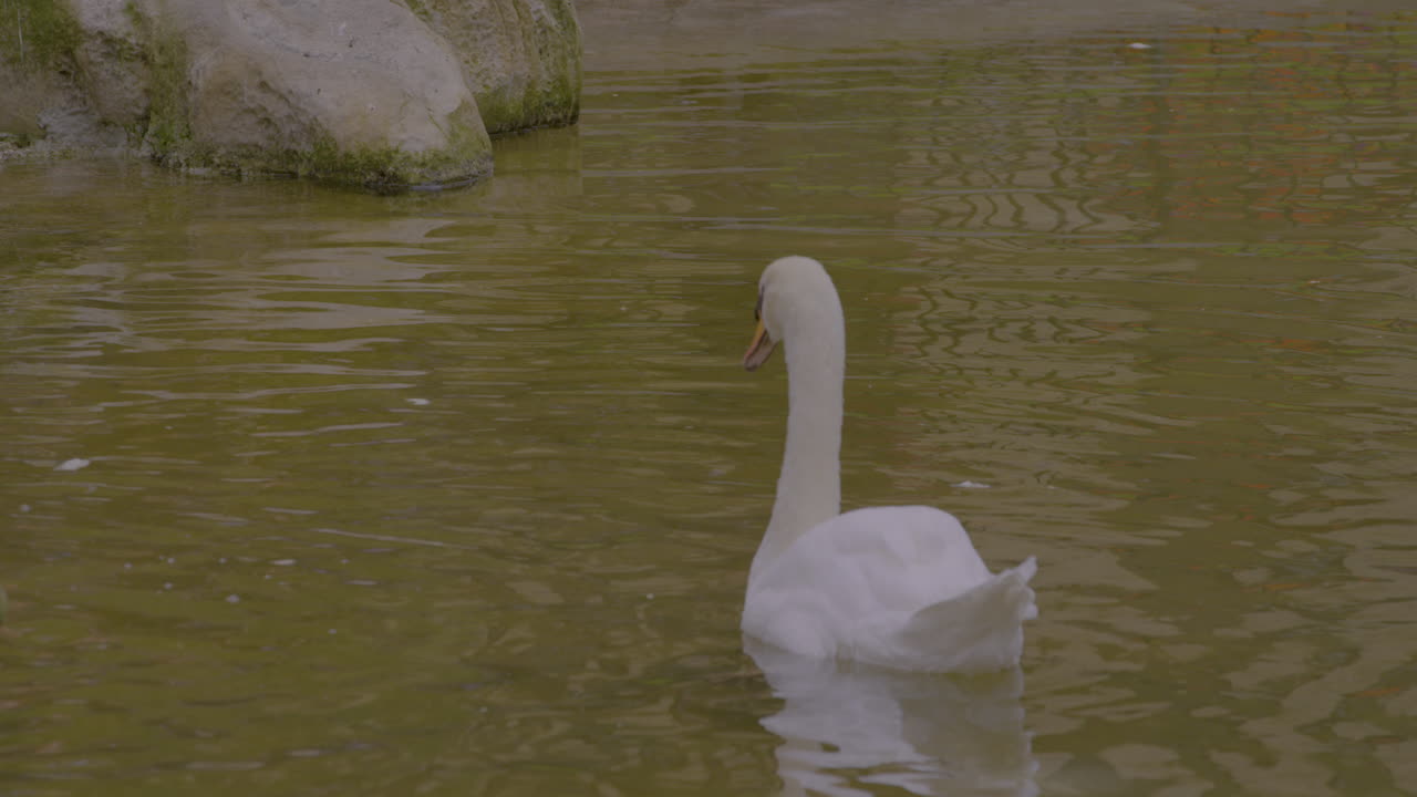 un solo cisne mudo, de color blanco, nada en el estanque