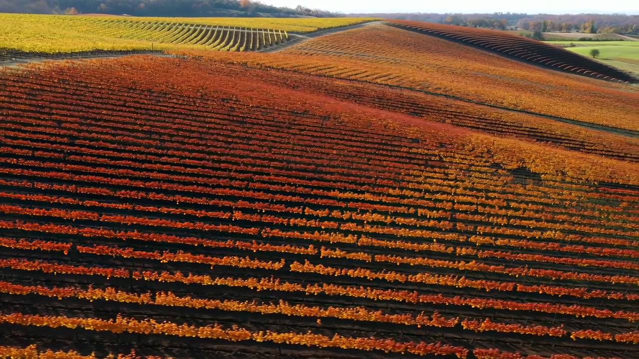 Vista aerea dall'alto su colline coltivate con fitte file di colture, dove fasce gialle, arancioni, rosso ruggine e marroni tracciano curve morbide attraverso un vasto terreno rurale in una luce diurna soffusa, con agricoltura