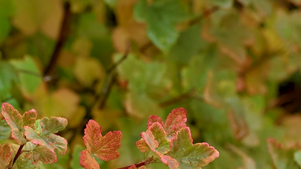 Detaljeret nærbillede af farverigt efterårsløv med en blød bokeh-baggrund i naturligt lys