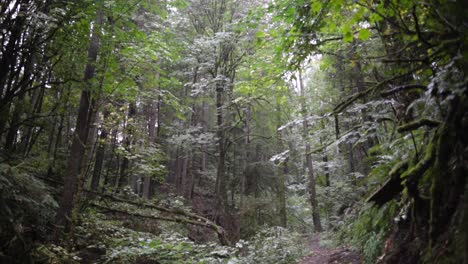 oregon rain forest