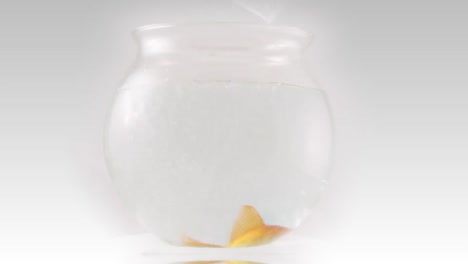 gold fish 7