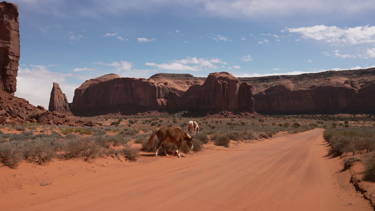caballo en el desierto salvaje caminando por el camino de tierra en una tarde calurosa y soleada