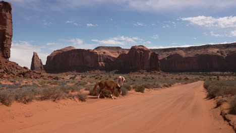 Horse-in-the-wild-desert-walking-down-dirt-road-on-a-sunny-hot-afternoon