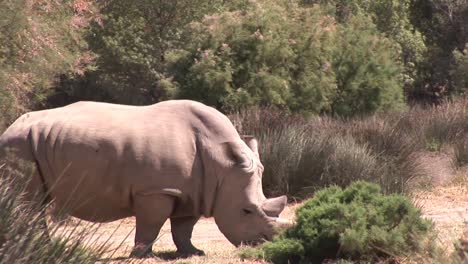 Nashorn-In-Freier-Wildbahn