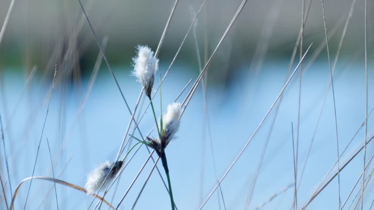 Fluffy Marsh Plants in Sunlight