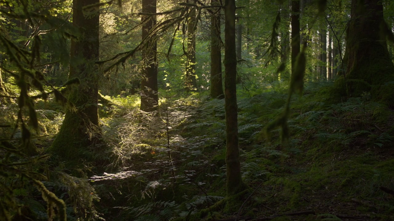 Ombre silenziose del mattino su una sponda di felci sotto gli alberi 4K. La morbida prima luce scivola su una sponda coperta di felci sotto gli alberi