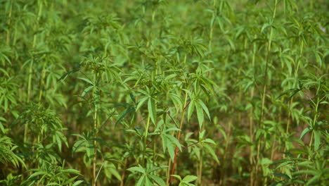 árboles jóvenes de bambú en el bosque o en la plantación - dolly a la derecha de primer plano