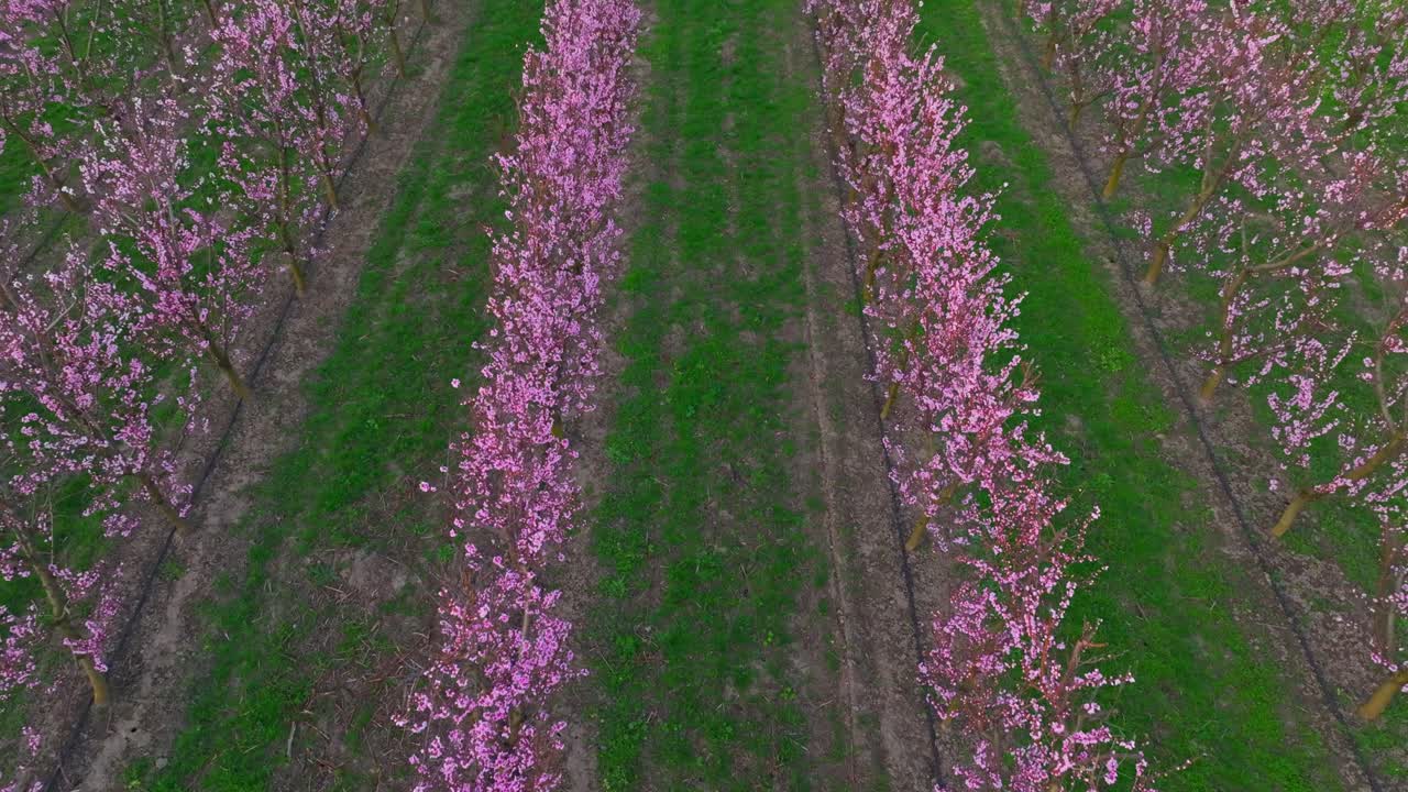 봄 에 과수원 에서 자라는 사탕수수 나무 들 의 위 에 있는 모습