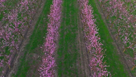 above view of growing apricot trees in the orchard during springtime