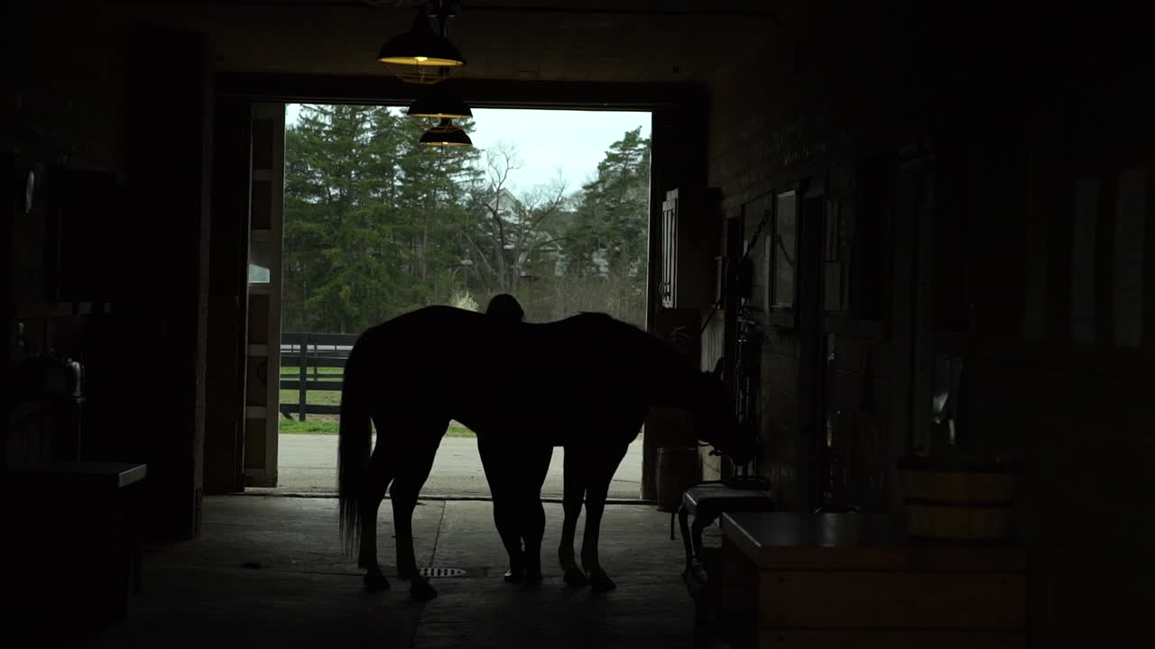 Silhouette of a horse being brushed in a stable by a woman