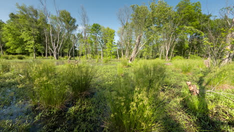 naturaleza verde exuberante sobre los pantanos en el parque del lago sequoia en arkansas, ee. uu.