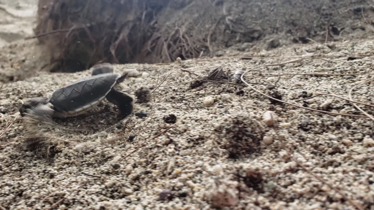 A Lone Sea Turtle Hatchlings Crawling In The Sand