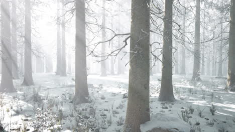 niebla en el bosque en un frío día nublado de invierno con la primera nieve