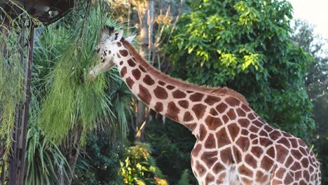 giraffe feeding on foliage in zoo enclosure