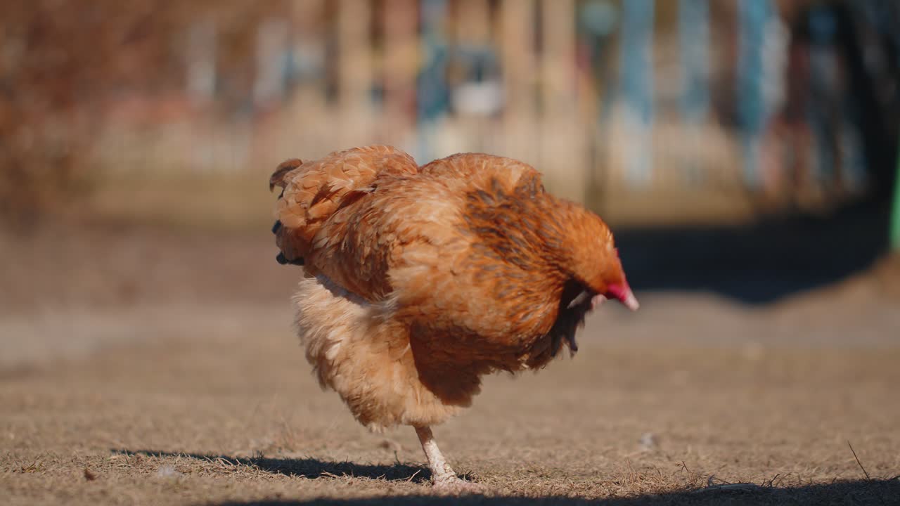 Close up freerange brown domestic chicken eating grains peck yellow grass on small eco home farm