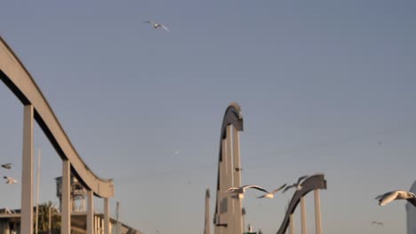 seagulls-frying-slow-motion-above-marina-waterfront-skyline-against-blue-sky