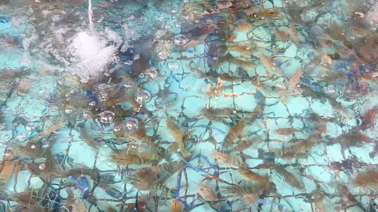 파타야의 은 물에서 새우의 이동