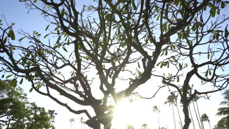 panning view of hawaiian plumeria tree silhouette at sunset time