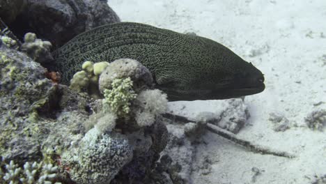 giant moray seen from the side sticking it's head out of the coral in 4k