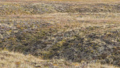 tundra landscape