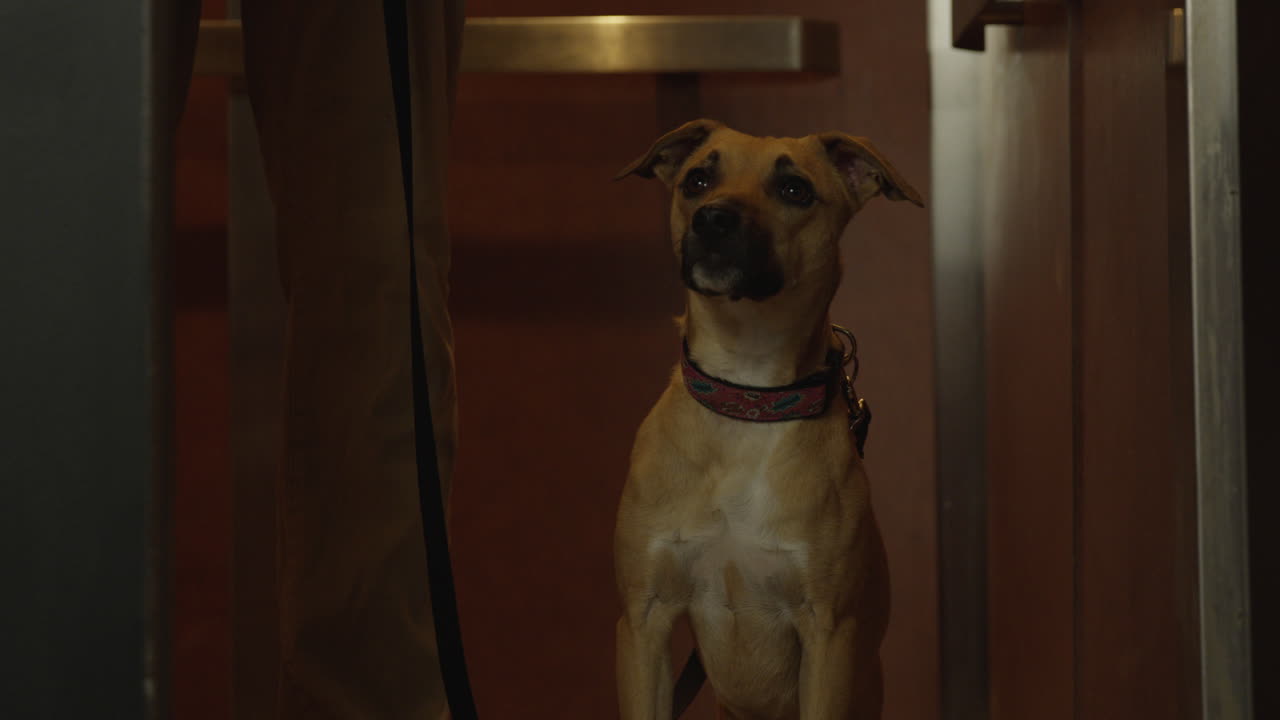 한 아프리카계 미국인 남자가 그의 개를 그의 하이테크 직장에서 일하기 위해 데려옵니다