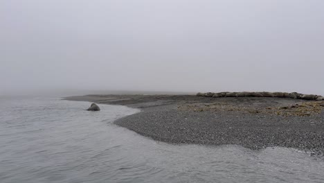 A-walrus-chilling-in-the-water-by-the-beach-while-his-colony-is-laying-on-the-beach-on-a-foggy-day-along-the-northern-coastline-of-the-Svalbard-Archipelago